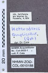 Etiketten zu Elasmosomus cornutus (NHMW-ZOO-COL-0010188)